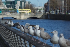 Dublin_3